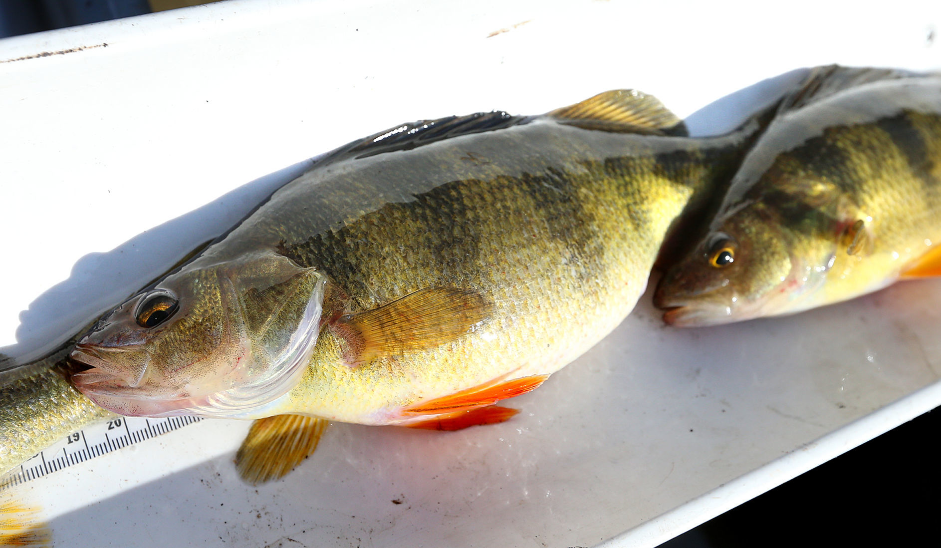 Flooding Fish